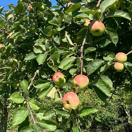  le Petit Verger  Couette-café Hambye