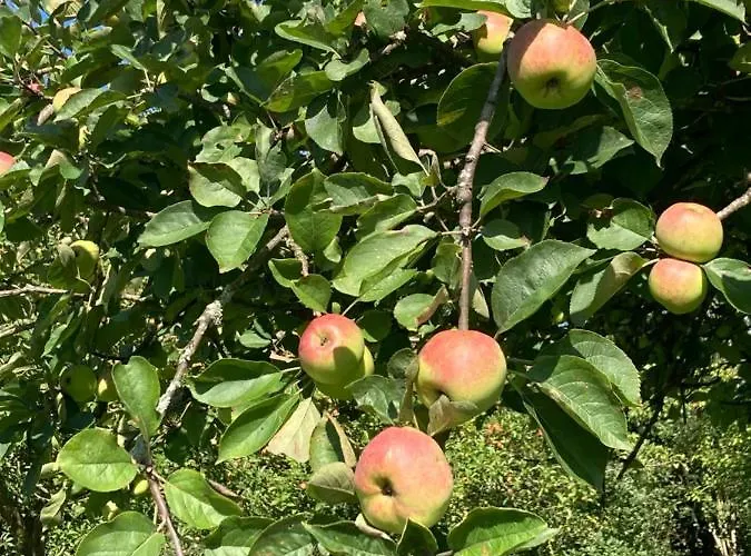 « le Petit Verger » Bed & Breakfast Hambye